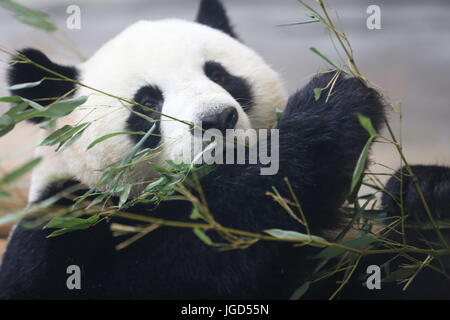 Berlin, Allemagne. 05 juillet, 2017. La chancelière Merkel et le président chinois Xi Jinpingi visitez l'ours panda Meng Meng Qing Jiao et à la nouvelle Panda Garden au Jardin zoologique de Berlin. Credit : Simone Kuhlmey/Pacific Press/Alamy Live News Banque D'Images