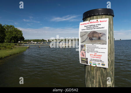 Fairbank, Maryland - Un poster à un quai dans la baie de Chesapeake résidents demande de faire rapport des signes de l'invasive le ragondin. Banque D'Images