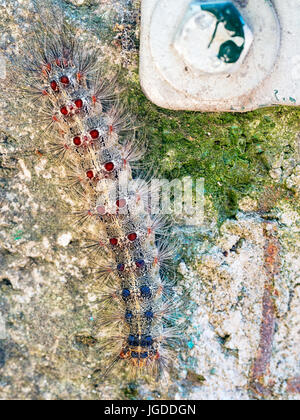 Caterpillar spongieuse. Lymantria dispar. Banque D'Images