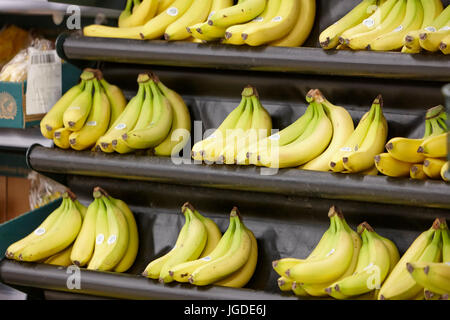 Les bananes non mûres sur des étagères en vente supermarché Tesco Banque D'Images