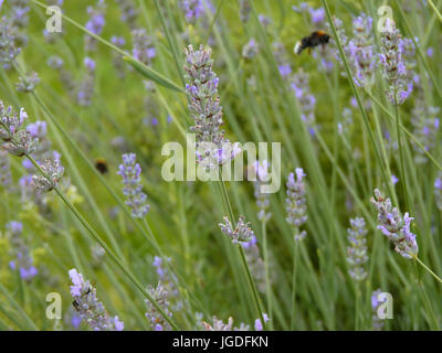 Lavande pourpre lit dans le jardin ou le parc avec le vol bumblebee en arrière-plan Banque D'Images