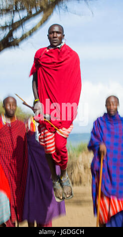 KENYA, Masai Mara - 19 juillet 2011 : l'homme d'une tribu Masai montre sauts rituel. Banque D'Images