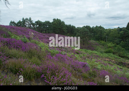 Vue sur Ambersham commun dans le parc national des South Downs en été avec purple heather et collines Banque D'Images