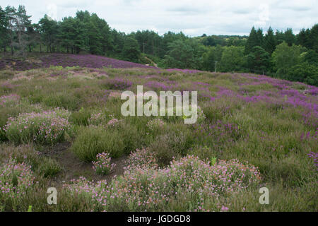 Vue sur Ambersham commun dans le parc national des South Downs en été avec purple heather et collines Banque D'Images