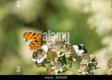 Bramble fleurs avec une virgule papillon, l'abeille et bourdon la collecte de nectar Banque D'Images