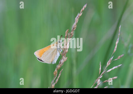 Close-up de petits papillons skipper (Thymelicus sylvestris) perché sur la tige d'herbe Banque D'Images