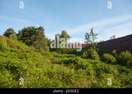 Vue sur Ambersham Common dans le parc national de South Downs en été avec des bruyères violettes et des collines, West Sussex, Angleterre, Royaume-Uni Banque D'Images