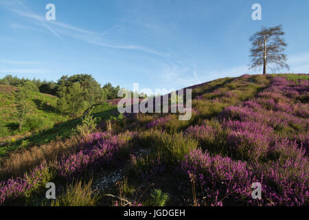 Vue sur Ambersham commun dans le parc national des South Downs en été avec purple heather et Rolling Hills, West Sussex, UK Banque D'Images