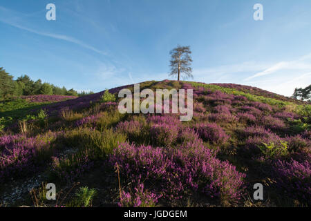 Belle paysage estival plus Ambersham commun dans le parc national des South Downs avec purple heather et Rolling Hills, West Sussex, UK Banque D'Images