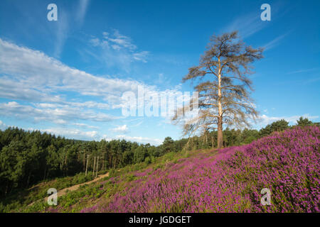 Belle paysage estival plus Ambersham commun dans le parc national des South Downs avec purple heather et Rolling Hills, West Sussex, UK Banque D'Images