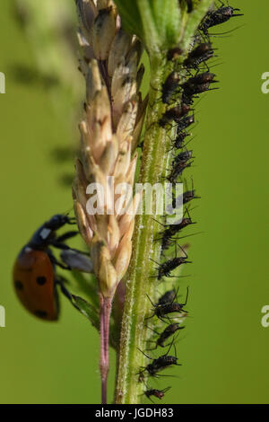 Les pucerons mouche noire se nourrit d'un plante verte tirer avec une coccinelle en rampant d'une tige arrière Banque D'Images