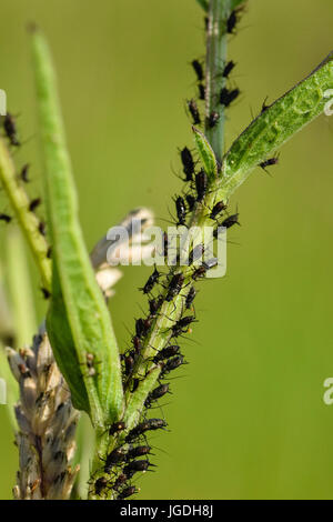 Les pucerons mouche noire se nourrit d'un shoot plante verte Banque D'Images