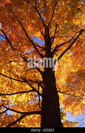 Automne érable à sucre, la Forêt nationale d'Allegheny, North Carolina Banque D'Images