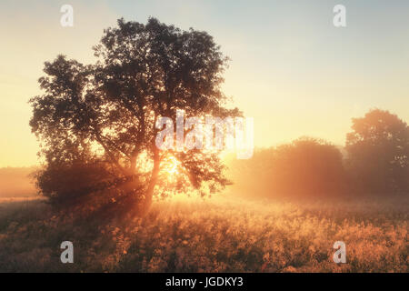 Soleil du matin brille à travers arbre à blossom pré. Rayons lumineux illuminent l'herbe fraîche sur le terrain. Autumn aube sur pré. Banque D'Images