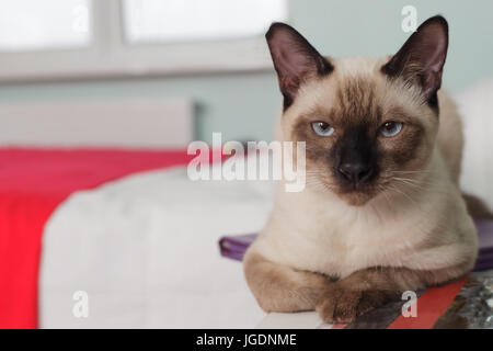 Thai cat sévères et graves à la lettre. Banque D'Images