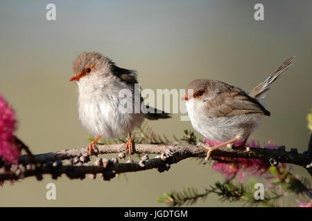Relais de splendeur, femme, queue peu désert NP, Victoria, Australie, Prachtstaffelschwanz, Weibchen, Kanada Banque D'Images