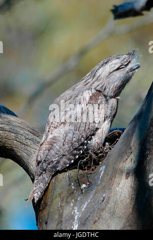Eulenschwalm, Little Desert NP, Victoria, Australie, Amérique Banque D'Images