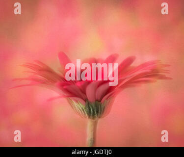 Gerbera Daisy sur fond texturé Banque D'Images