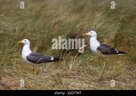 Le goéland argenté, Larus fuscus, Heringsmöwen (Larus fuscus) Banque D'Images