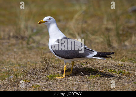 Le goéland argenté, Larus fuscus, Heringsmöwen (Larus fuscus) Banque D'Images