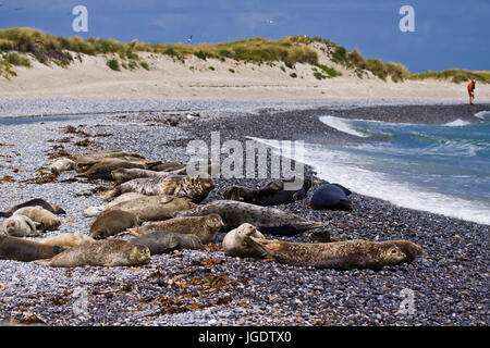 Les joints de cône, Halichoerus grypus et sceau, Phoca vitulina sur l'est de la plage des dunes, Helgolander Kegelrobben (Halichoerus grypus) und Seehunde (Phoc Banque D'Images