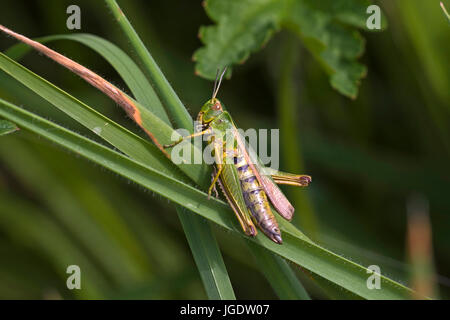 Sauterelle Omocestus viridulus, couleur, Bunter Grashüpfer Omocestus viridulus () Banque D'Images