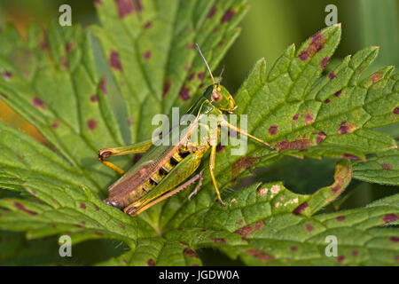 Sauterelle Omocestus viridulus, couleur, Bunter Grashüpfer Omocestus viridulus () Banque D'Images