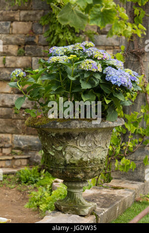 Un hortensia bleu poussant dans une vieille pierre carbed en urne Turismo de Galice : le Jardin Secret du Pazo dans le jardins du monde catégorie à la RHS Hampton C Banque D'Images