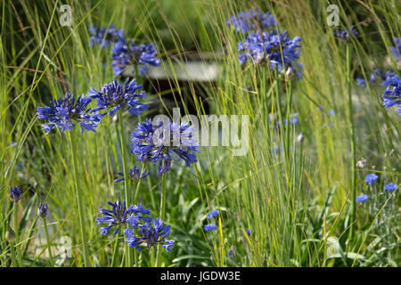 Agapnthus 'Bleu Marine' et Miscanthus sinensis 'Gracillimus' dans le sanctuaire vivaces jardin conçu par Tom Massey à la RHS Hampton Court Palace F Banque D'Images