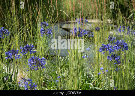 Agapnthus 'Bleu Marine' et Miscanthus sinensis 'Gracillimus' dans le sanctuaire vivaces jardin conçu par Tom Massey à la RHS Hampton Court Palace F Banque D'Images