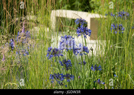 Agapnthus 'Bleu Marine' et Miscanthus sinensis 'Gracillimus' dans le sanctuaire vivaces jardin conçu par Tom Massey à la RHS Hampton Court Palace F Banque D'Images