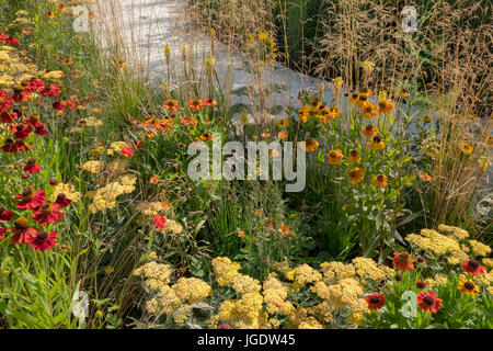 Helenium 'Mardi Gras' autour d'une trajectoire circulaire dans le sanctuaire vivaces jardin conçu par Tom Massey à la RHS Hampton Court Palace Flower Show, Ju Banque D'Images