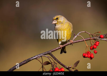 Verdier, Carduelis chloris, Grünfink (Carduelis chloris) Banque D'Images