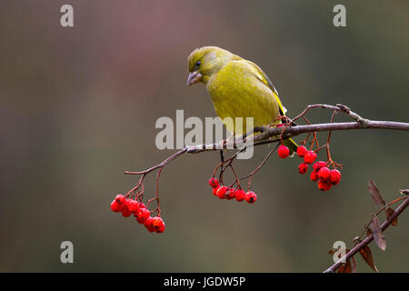 Verdier, Carduelis chloris, Grünfink (Carduelis chloris) Banque D'Images