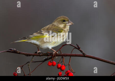 Verdier, Carduelis chloris, Grünfink (Carduelis chloris) Banque D'Images