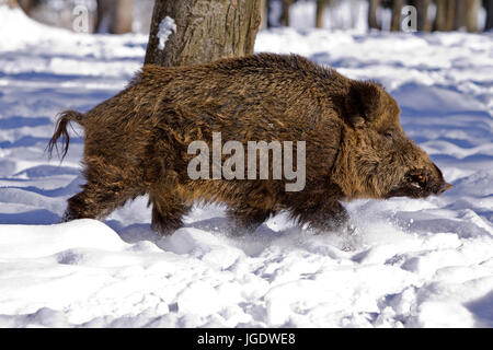 Sanglier, Sus scrofa, Wildschwein (Sus scrofa) Banque D'Images