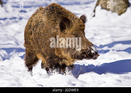 Sanglier, Sus scrofa, Wildschwein (Sus scrofa) Banque D'Images