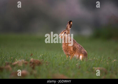 Domaine hare, Lepus europaeus, Feldhase (Lepus europaeus) Banque D'Images