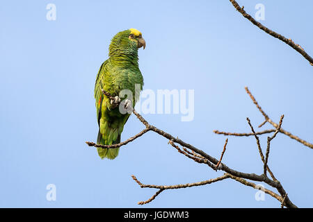 Tête Jaune amazone, Amazona oratrix, Gelbkopfamazone (Amazona oratrix) Banque D'Images