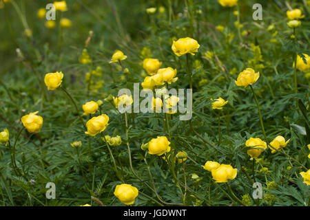 Fleurs, Trollius europaeus Troll, Trollblumen (Trollius europaeus) Banque D'Images