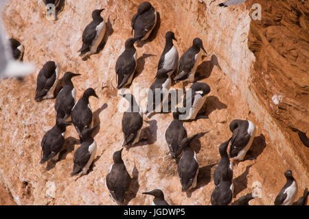 Les roches de l'oiseau sur l'île de Helgoland, Vogelfelsen auf Helgoland Banque D'Images