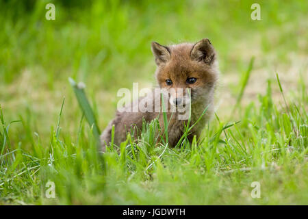 Le renard roux, Vulpes vulpes jeune animal, Rotfuchs (Vulpes vulpes) Jungtier Banque D'Images