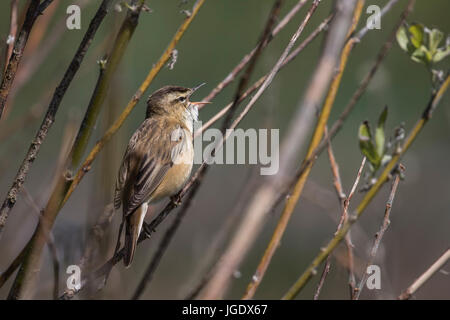 Reed singer, Acrocephalus schoenobaenus, Schilfrohrsänger (Acrocephalus schoenobaenus) Banque D'Images