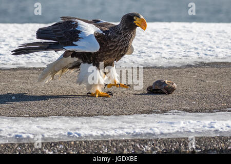 Lac gigantesque, eagle Haliaeetus pelagicus, Riesenseeadler (Haliaeetus pelagicus) Banque D'Images