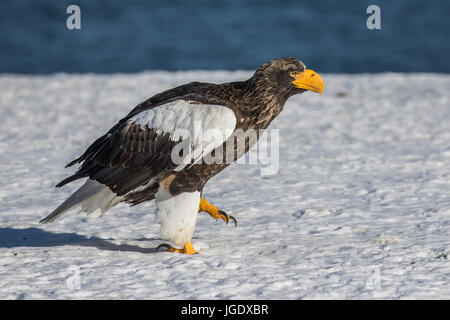 Lac gigantesque, eagle Haliaeetus pelagicus, Riesenseeadler (Haliaeetus pelagicus) Banque D'Images