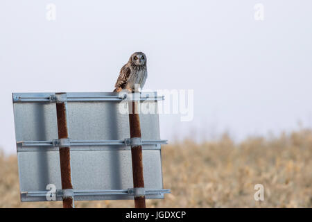 Hibou des marais Asio flammeus, oreille, Sumpfohreule (Asio flammeus) Banque D'Images