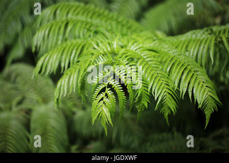 Détail de l'Hawaiian tree fronde de fougère Banque D'Images