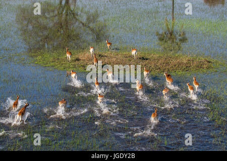 Les impalas dans l'Okawango delta, Botswana, impalas im Okawango-Delta Banque D'Images