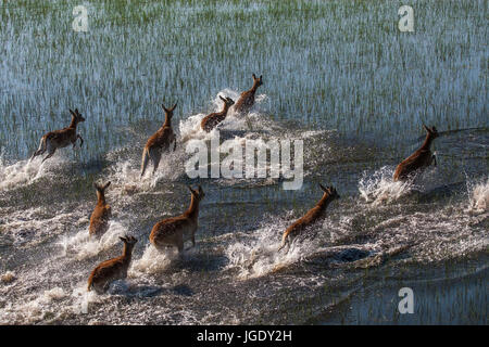 Les impalas dans l'Okawango delta, Botswana, impalas im Okawango-Delta Banque D'Images