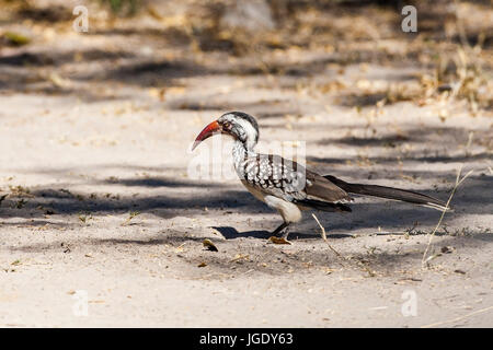 Tockus erythrorhynchus, Rotschnabeltoko Rotschnabeltoko (Tockus erythrorhynchus, Banque D'Images